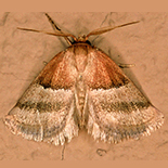Halseyia bisecta